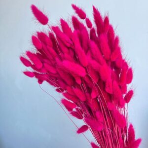Lagurus Grass, Deep Cerise Pink, Dried (Bunny Tails) 50-70cm 100g