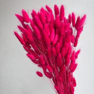 Lagurus Grass, Hot Pink, Dried (Bunny Tails) 50-70cm 100g