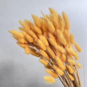 Lagurus Grass, Cantaloupe, Dried (Bunny Tails) 50-70cm 100g