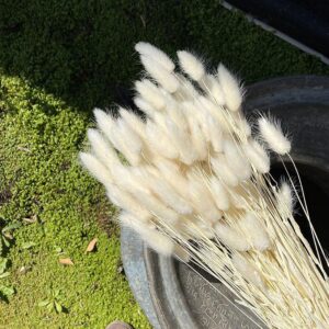 Lagurus Grass, White, Dried (Bunny Tails) 50-70cm 100g
