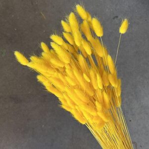 Lagurus Grass, Yellow, Dried (Bunny Tails) 50-70cm 100g