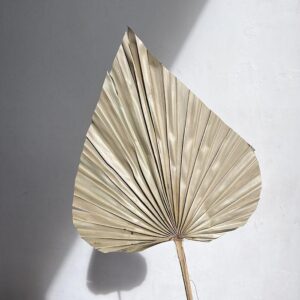 Palm Spears, Natural, Dried, Large, approx 60cm