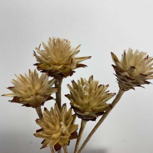 Leucadendron Plumosum, Natural Browns, Dried (Star Cone) 25-40cm