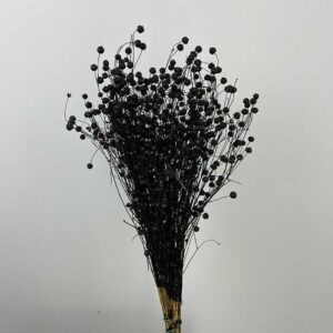 Bubble Flax, Black, Dried (Linum) up to 50cm