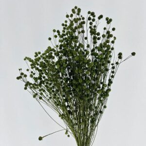 Bubble Flax, Moss Green, Dried (Linum) 50cm