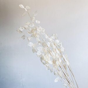 Honesty, Bleached White, Dried (Lunaria – peeled) up to 85cm
