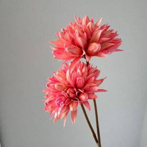 Magnolia Dried Seedflower, Pink, 50cm