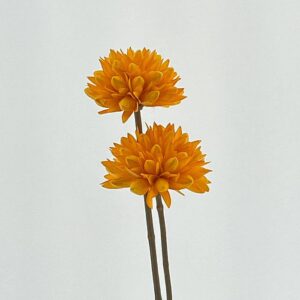 Magnolia Dried Seedflower, Orange, 50-60cm