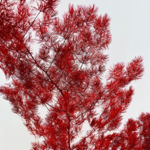Ming Ferns, Red, Preserved (Asparagus myriocladus) 50cm