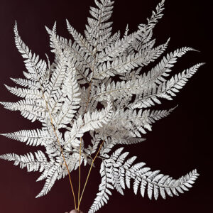 mini ferns