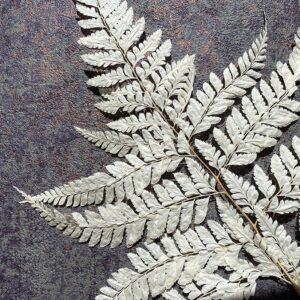 Ferns