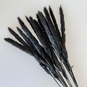 Mini Pampas, Black, Dried (Tail Reed) 70cm