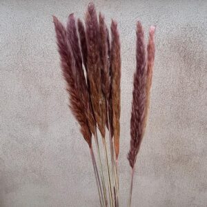Mini Pampas, Dusky Pink, Dried (Tail Reed) 80cm