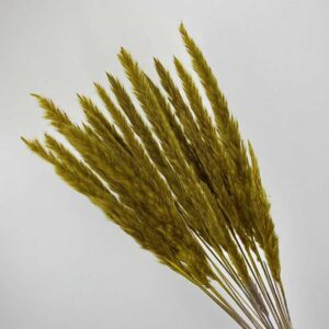Mini Pampas, Ochre Yellow, Dried (Tail Reed) 80cm