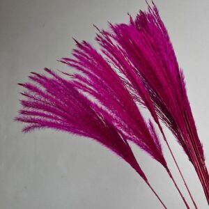 Miscanthus Silver Grass, Cerise, Dried, 70cm