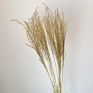 Miscanthus Silver Grass, Natural Light Brown, Dried ~ BULK BUY