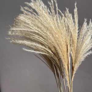 Miscanthus Silver Grass, Natural Light Taupe Brown, Dried, 75cm