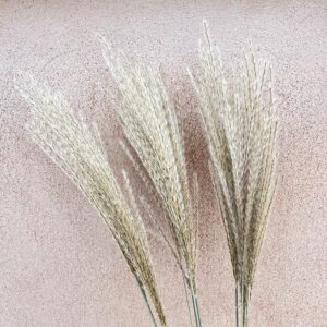 Miscanthus sinensis. Natural White/Grey, Dried