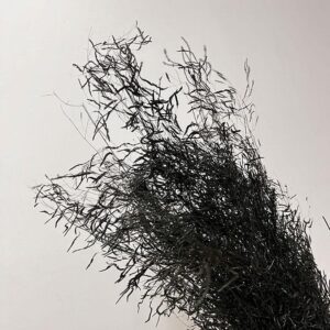 Munni Grass, Charcoal Black, Dried, 50-60cm
