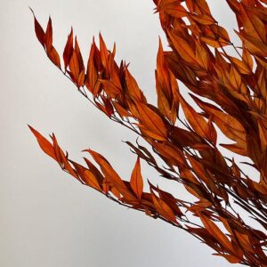 Heavenly Bamboo, Dark Orange, Preserved (Nandina) up to 95cm
