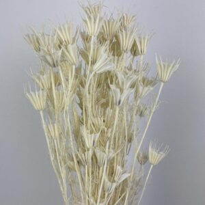 Nigella Orientalis, Dried Seed Pods, White (Love-in-a-Mist) 60cm