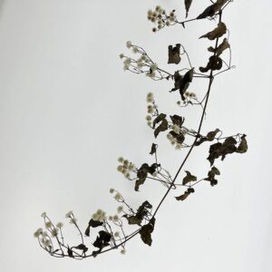 Wild Clematis Dried ‘Old Man’s Beard’, Natural White, 50-90cm ~ BRITISH GROWN