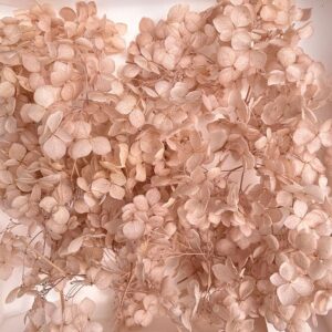 Hydrangea, Preserved Florets up to 10cm – Blush Nude