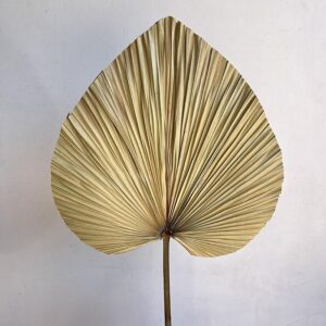 Palm Spears, Natural, Dried, Extra Large (Premium)