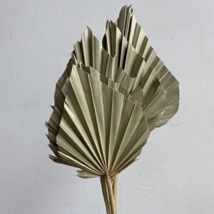Palm Spears, Natural, Dried, Mini to Small, 40cm