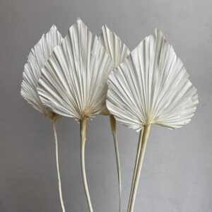 Palm Spears, White, Dried, Large