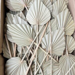 Palm Spears, Natural Light Brown, Dried, Medium, 45-50cm ~ BOX DEAL