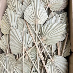 Palm Spears, Dried Natural Pale Green to Light Brown ~ BOX DEAL