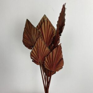 Palm Spears, Rusty Brown, Dried, Small, 30-50cm