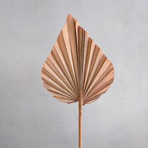Palm Spears, Misty Coral, Dried, Regular, 35-55cm