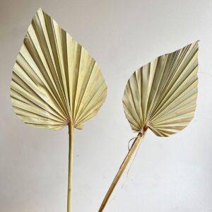Palm Spears, Natural Light Brown, Dried, Medium, 45-50cm