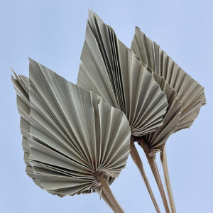 Palm Spears, Dried Natural Pale Green to Light Brown