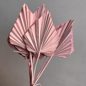 Palm Spears, Misty Pale Pink, Dried, Regular