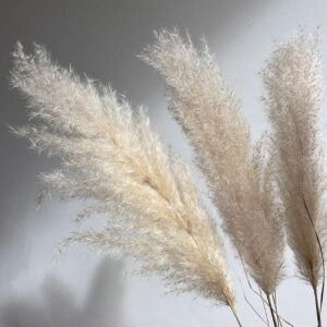 Pampas Grass Evita, Natural White, Dried (Cortaderia) 115cm Plume 40cm