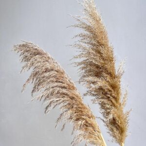 Pampas Grass, Cascading, Natural Light Brown Shades, Dried (Cortaderia) 110cm approx 60cm