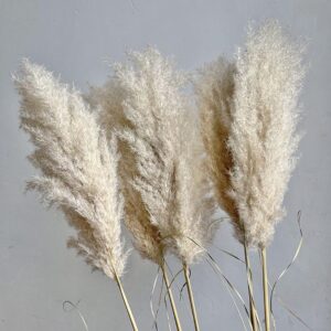 Pampas Grass Evita, Natural White, Dried, Extra Fluffy (Cortaderia) 115cm Plume 40cm