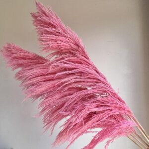 Pampas Grass Sacuara, Light Pink Shades, Dried, Fluffy (Cortaderia) 115cm Plume 85-90cm