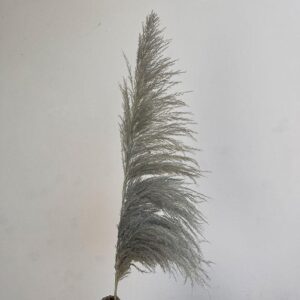 Pampas Grass Sacuara, Silver, Dried (Cortaderia) 115cm Plume 60-70cm