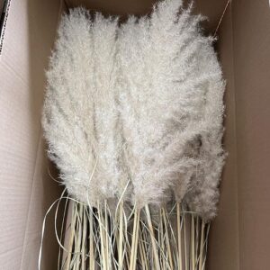 Pampas Grass Evita, Natural White, Dried, 115cm Plume 40cm BOX DEAL