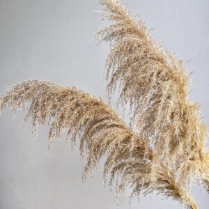 Pampas Grass, Cascading, Natural Light Brown Shades, Dried, (Cortaderia) 115cm Plume 70-80cm