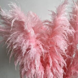 Pampas Grass Selloana, Pink, Dried (Cortaderia) 115cm Plume 60-70cm