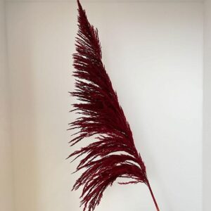 Pampas Grass Sacuara, Burgundy, Dried (Cortaderia) 115cm Plume approx 80cm