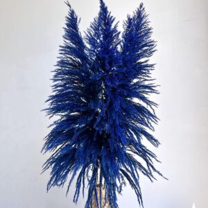 Pampas Grass Sacuara, Dark Blue, Dried (Cortaderia) 115cm Plume approx 80cm