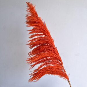 Pampas Grass Sacuara, Orange, Dried (Cortaderia) 115cm Plume approx 80cm