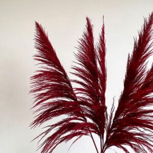 Pampas Grass Sacuara, Dark Red, Dried (Cortaderia) 115cm Plume 80cm