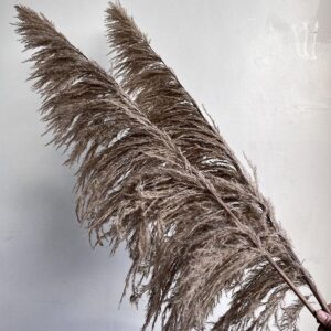 Pampas Grass Sacuara, Natural Brown, Dried (Cortaderia) 145cm Plume 90-100cm
